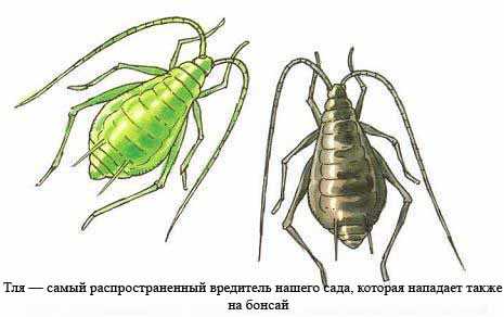 Анализируя различные виды бонсай, можно заметить, что они страдают от множества общих болезней. Одна из самых распространенных проблем - это болезни грибкового происхождения, такие как мучнистая роса и черная пятнистость. Эти заболевания вызывают появление пятен на листьях, стеблях и цветках растения. Чтобы предотвратить их появление, нужно регулярно обрабатывать бонсай антимикробными препаратами.