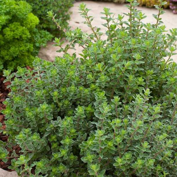 Как вырастить майоран (видео)