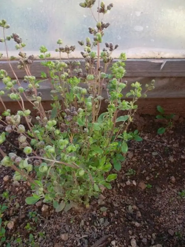 Майоран садовый (видео)