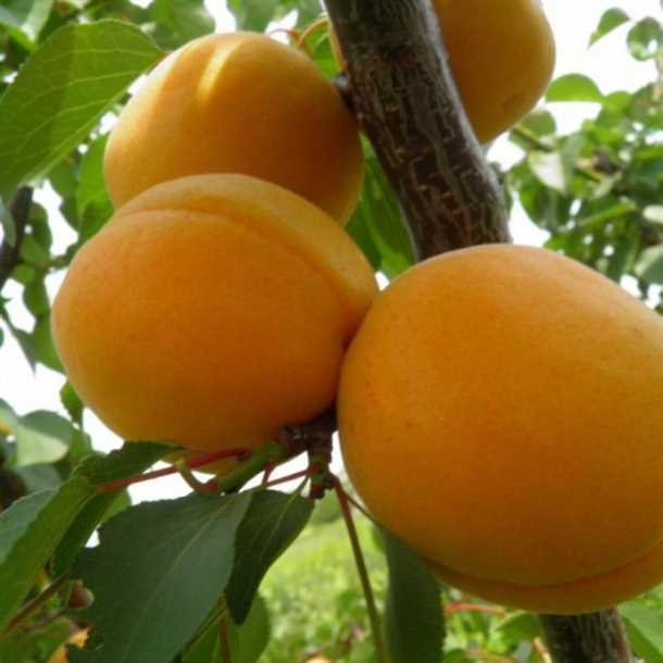 Как выбрать лучший абрикос для дачи (видео)