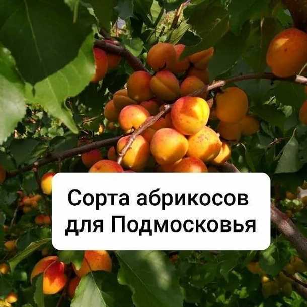 1. Климатические условия