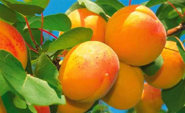 5. Рекомендации экспертов