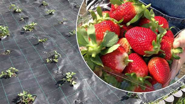 Секреты повышения урожайности