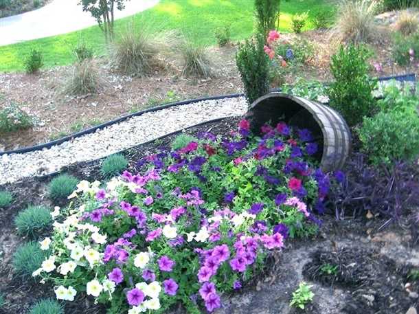 Технология посадки петунии на участке: