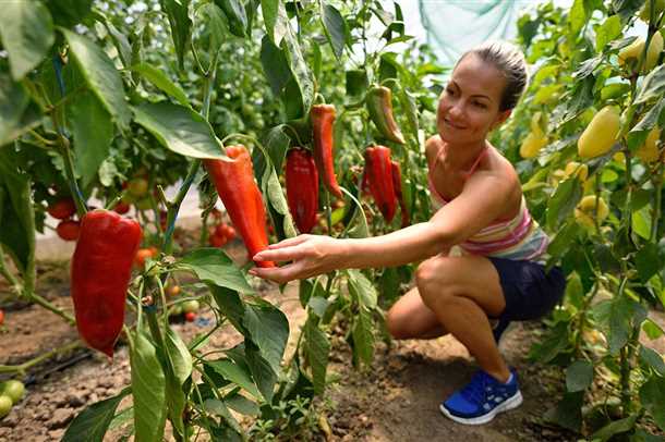 Описание перца Какаду