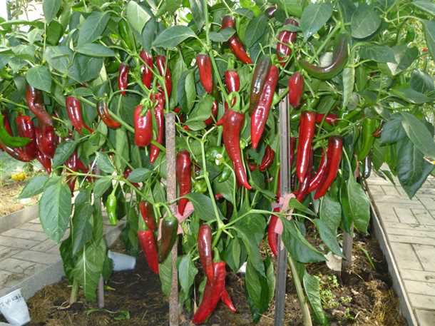 Выращивание рассады