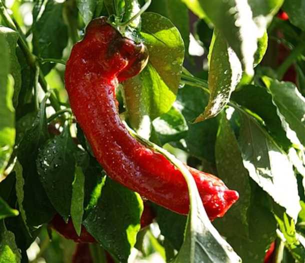 Уход за перцами в течение лета