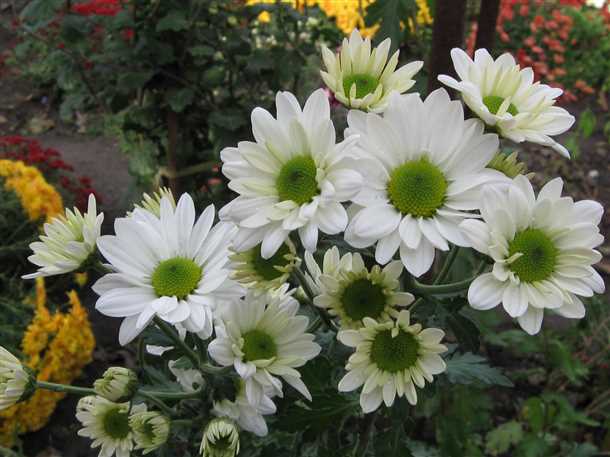 Шаг 1: Подготовка грунта