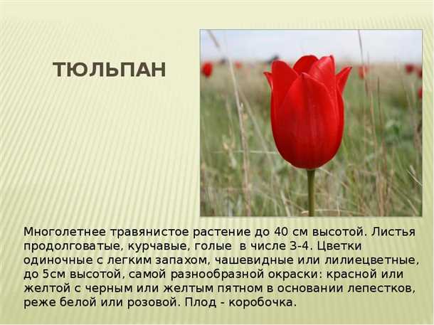 Тюльпаны в Голландии (видео)