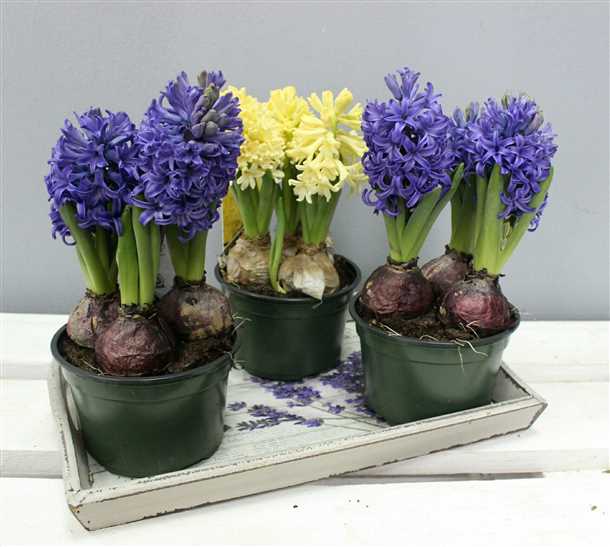 Популярные виды