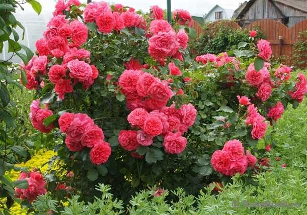 Характеристика и описание сорта