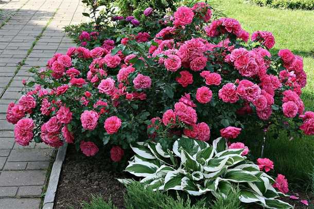 Рекомендации и отзывы розоводов