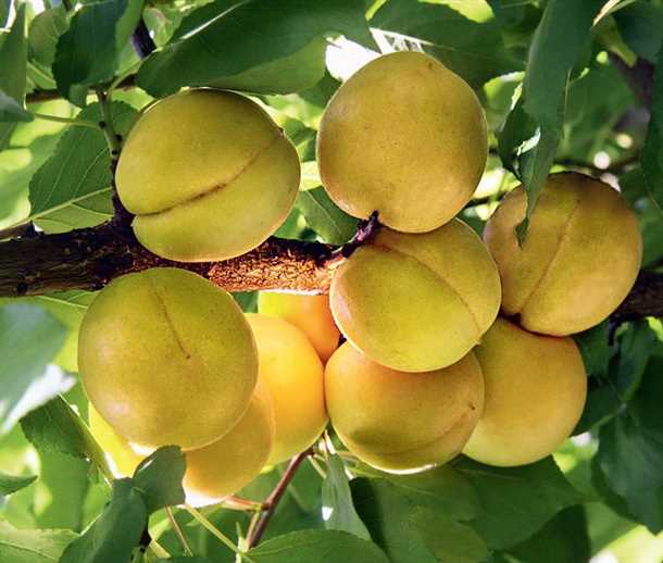 1. Подготовка почвы