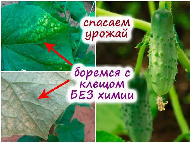 Отсутствие эффективных методов борьбы