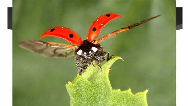 Описание насекомого