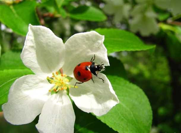 Растения-приманки