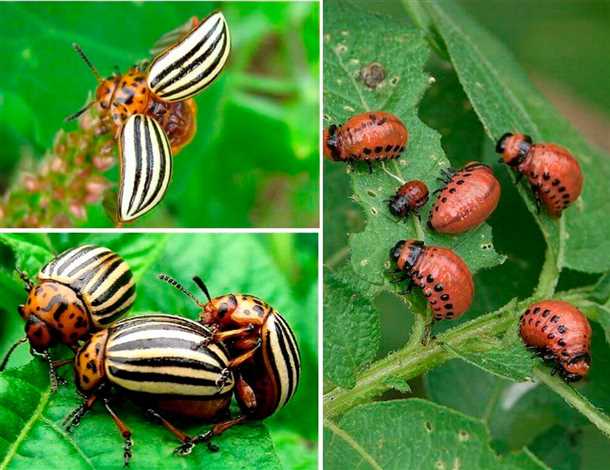 Как избавиться от вредителя: рекомендация специалиста