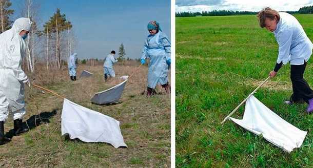 Как бороться с клещами на дачном участке
