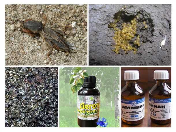 Как бороться с медведкой на даче