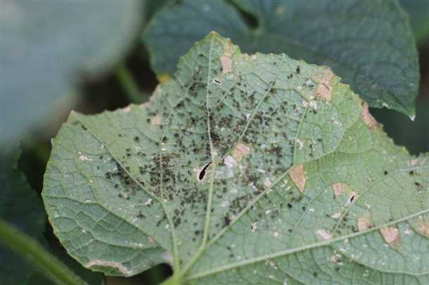 Как бороться с бахчевой тлей на огурцах Как бороться с бахчевой тлей на огурцах