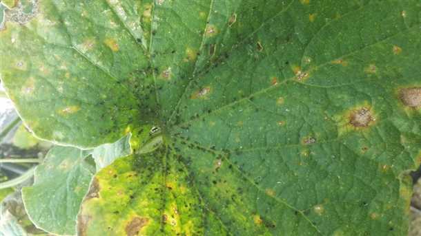 Методы борьбы с тлей