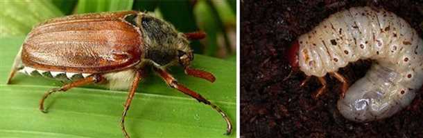 Яблони, безусловно, являются одними из самых распространенных плодовых деревьев садов и сельскохозяйственных угодий. Однако, они также становятся домом для множества вредителей, которые наносят серьезный ущерб садовым культурам. В этой статье мы рассмотрим топ пять самых опасных вредителей, которые могут атаковать яблоневые деревья.