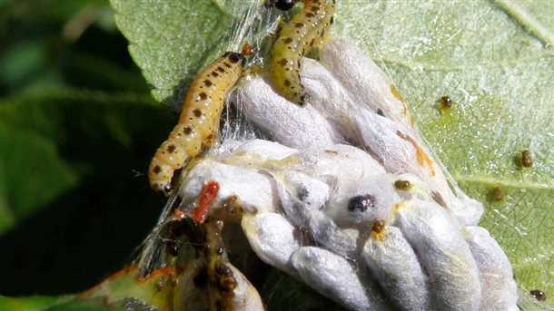 Первым в списке самых опасных вредителей яблонь следует называть яблоневую плодожорку. Это небольшой жук, который питается молодыми плодами и листьями яблони. Он оставляет за собой ямки и дырки на поверхности яблока, делая его непригодным для употребления. Плодожорка также может передавать различные болезни другим растениям.