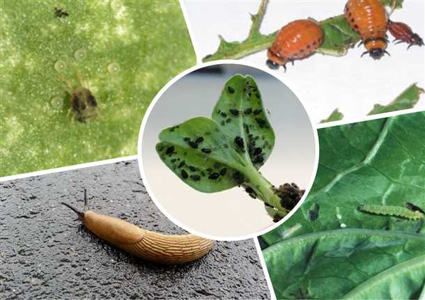 Второе место занимает яблоневая пестрокрылка. Данная вредительница является одним из самых опасных врагов яблони. Личинки пестрокрылки питаются яблочными плодами, вызывая их гниение и поражение. Они могут также уничтожить цветочные бутоны яблони, что приводит к снижению их плодоношения.