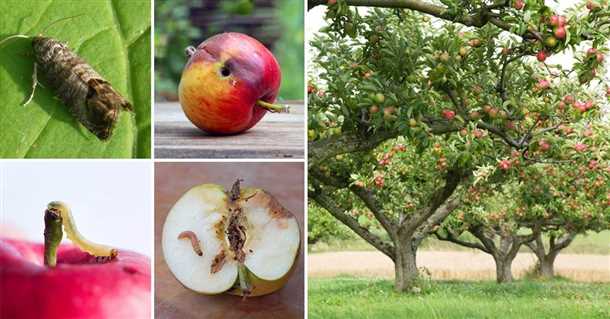 На третьем месте находится шелкопряд яблоневый. Эта насекомая гусеница зарывается внутрь плодов и прогрызает неприятные полости, поедая плоды на протяжении нескольких недель. Когда шелкопряд становится готов для превращения в куколку, он выходит наружу и сплетает свои кукольные шелка на поверхности яблок, делая их непригодными для употребления.