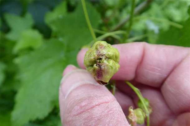 Паутинный и почковый клещи на смородине как обнаружить и ликвидировать