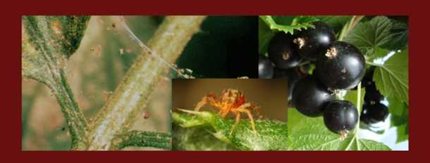 Обработка кустов смородины в зависимости от поражения