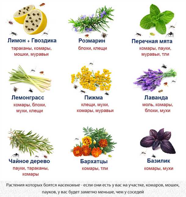 Способ отпугивания насекомого