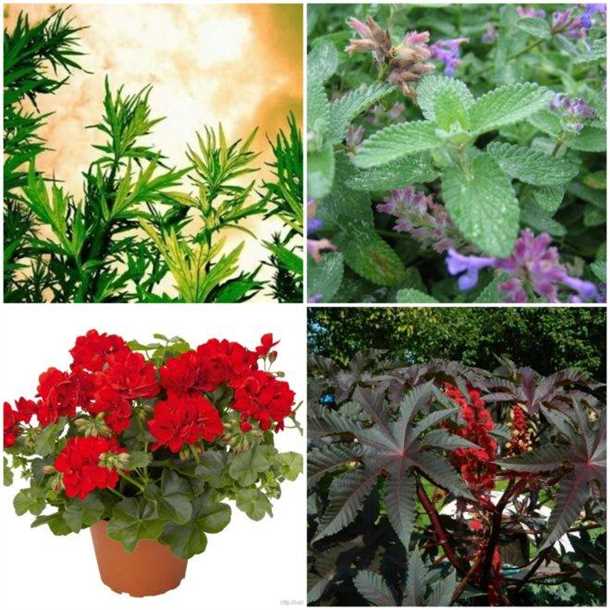 Растение, которое ест мух (видео)