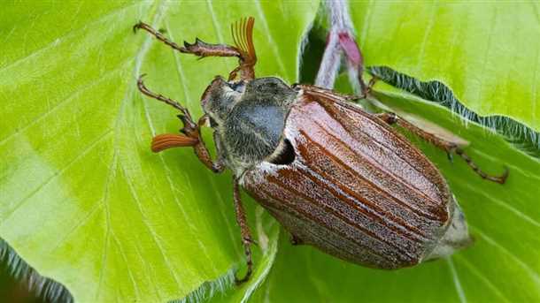 Поведение и вред