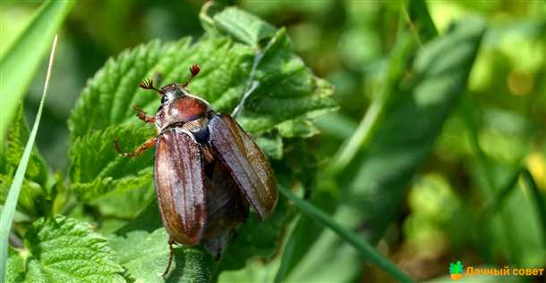 Значение в природе