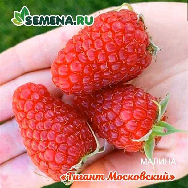 Рекомендации по выращиванию