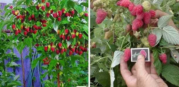 Летние сорта