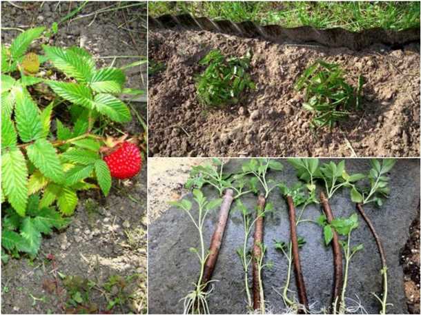 Выбор сорта