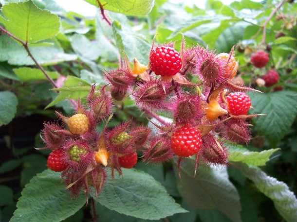 Содержание питательных веществ