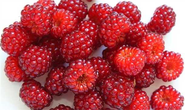 Малина пурпурноплодная: особенности сорта (видео)