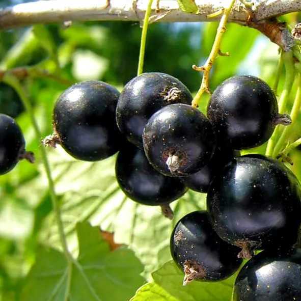 Описание сорта