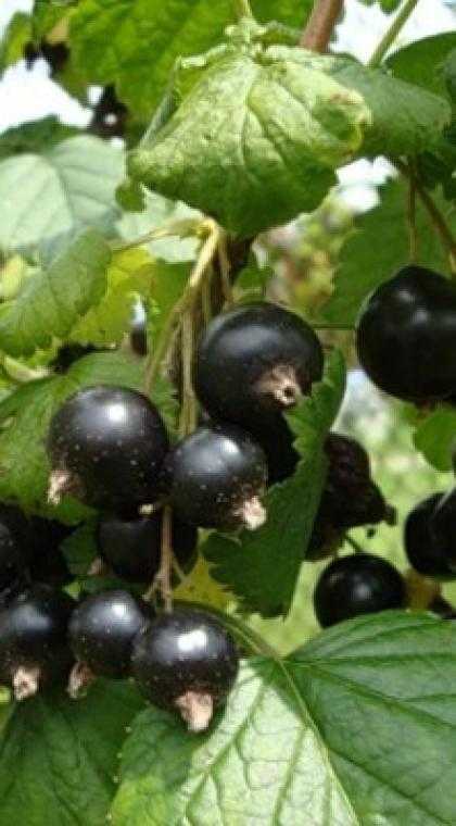 Шаг 2. Выбор саженцев: