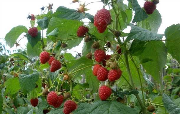 Особенности сорта