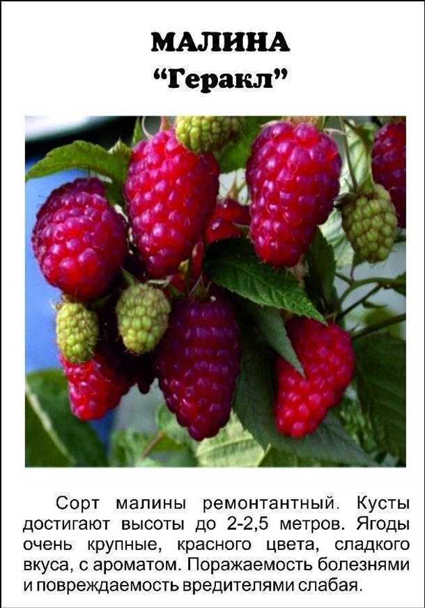 Малина Дочь Геракла: описание сорта (видео)