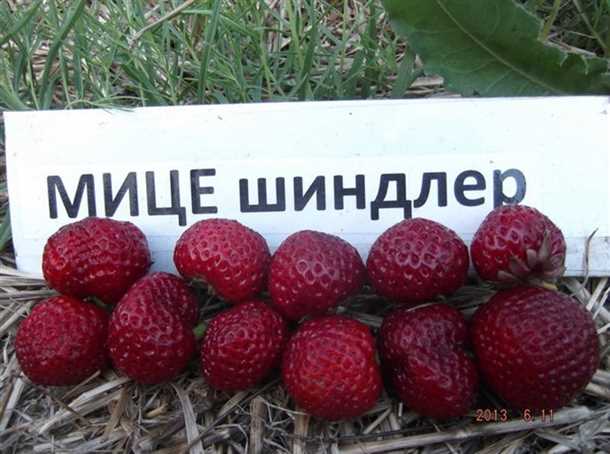 Рекомендации по уходу