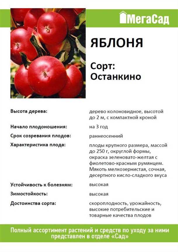 Обрезка яблони «Президент» (видео)