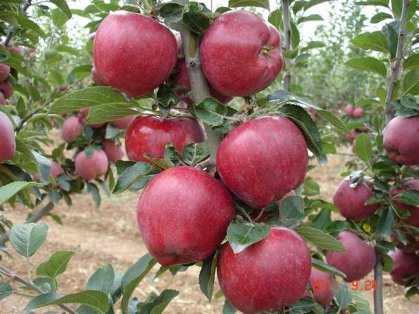 Посадка и уход