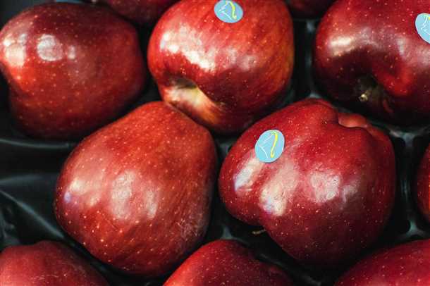 2. Процедура прививки яблони