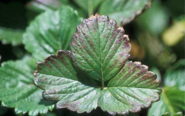 О чем свидетельствует изменение цвета листьев клубники О чем свидетельствует изменение цвета листьев клубники