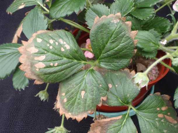 Почему желтеют и чернеют ягоды садовой земляники